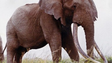 Der Elefantenbulle Ahmed